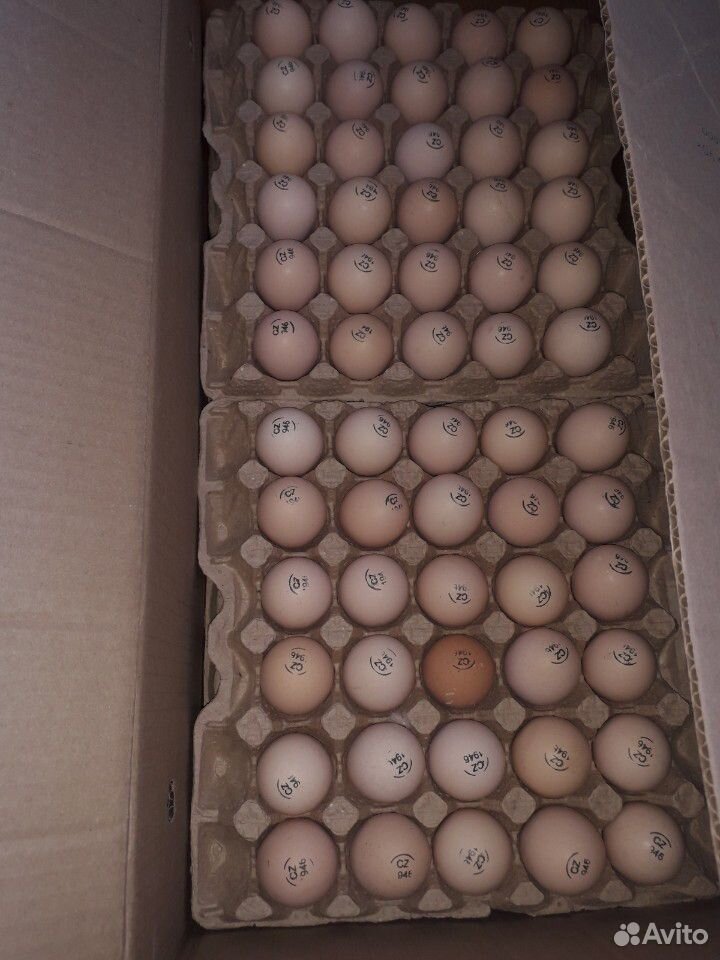 Инкубационные яйца бройлера купить на Зозу.ру - фотография № 2