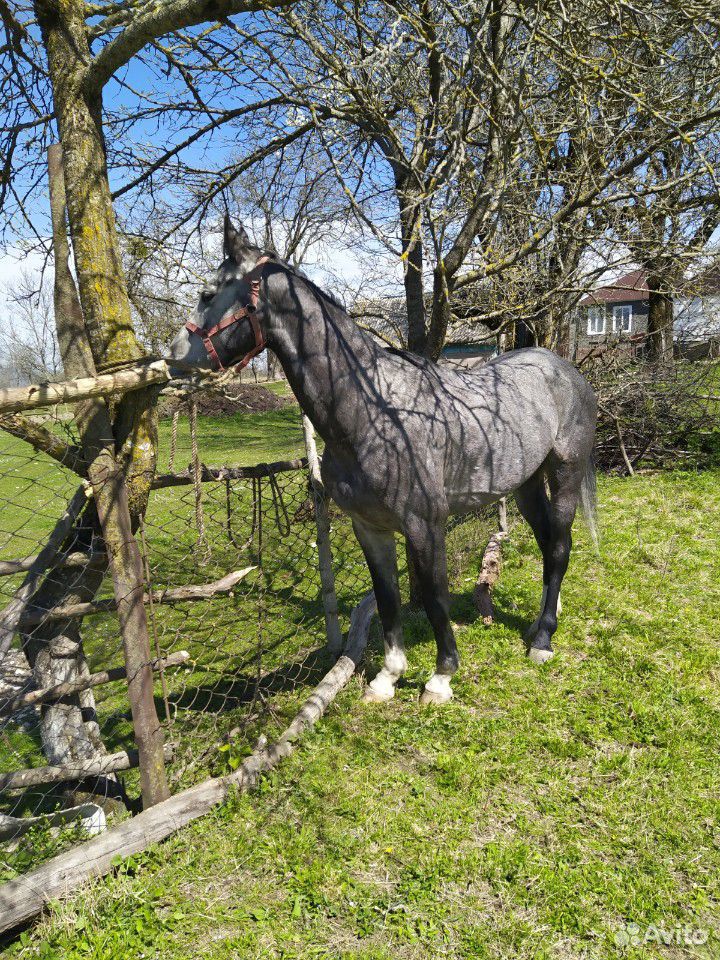 Лошадь купить на Зозу.ру - фотография № 1
