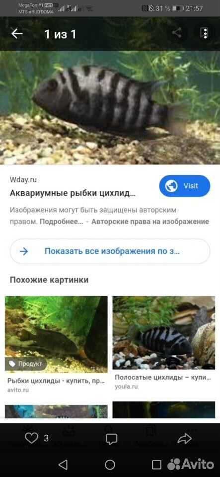 Рыбки купить на Зозу.ру - фотография № 1
