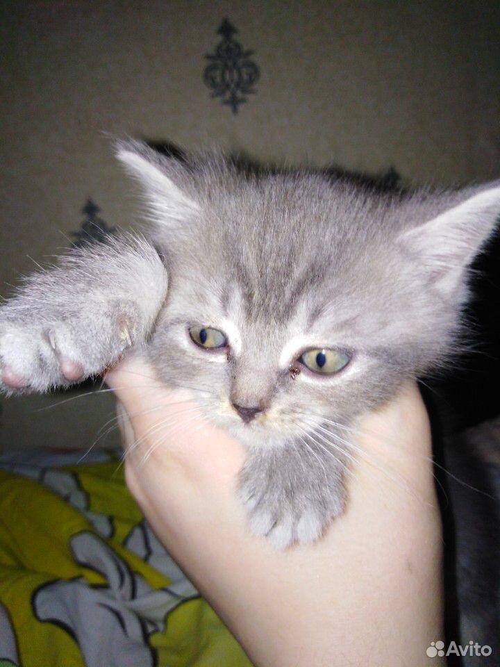 Кошка купить на Зозу.ру - фотография № 4