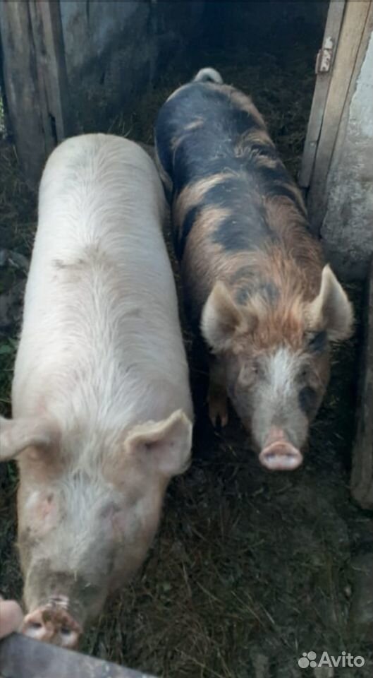 Продам свинью живым весом купить на Зозу.ру - фотография № 2