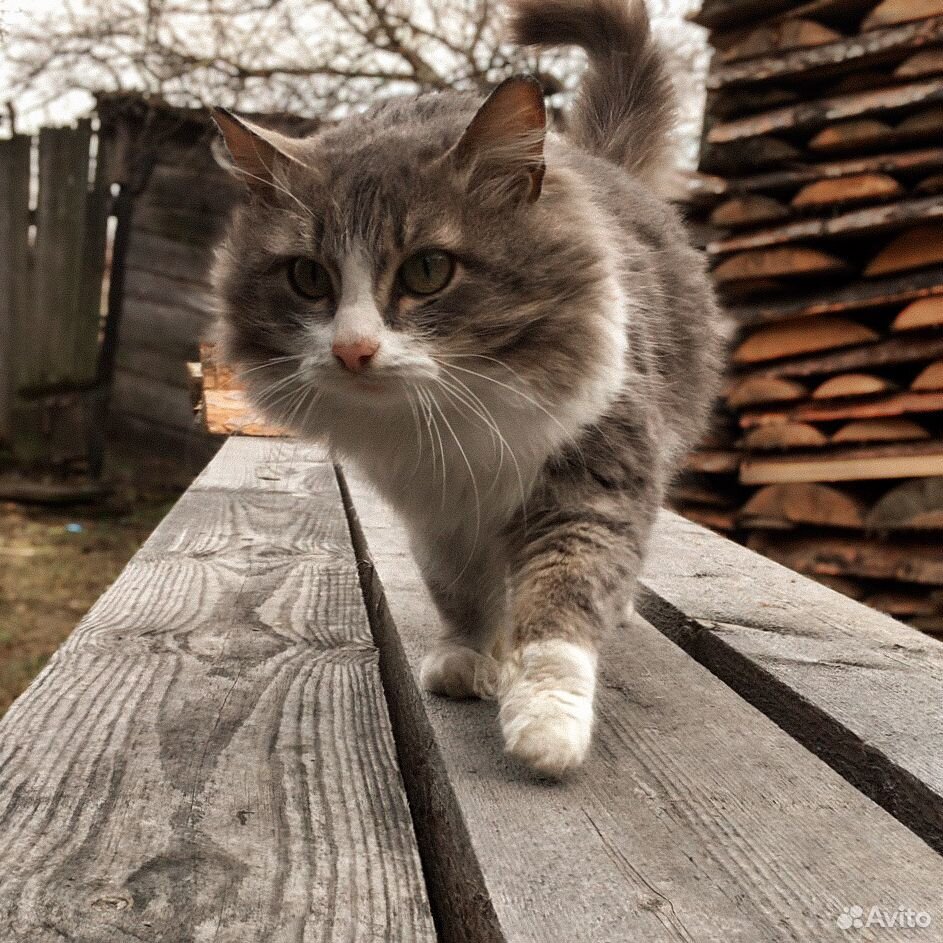 Котик ищет новый дом купить на Зозу.ру - фотография № 1