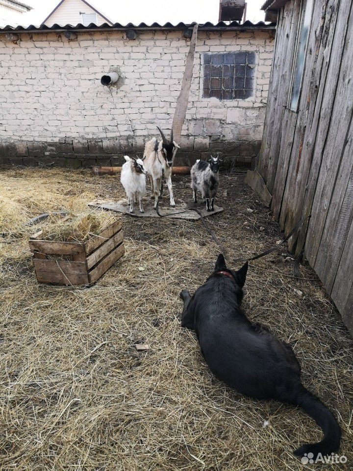 Козлята девочки 4 мес, и Мама Козочка купить на Зозу.ру - фотография № 3