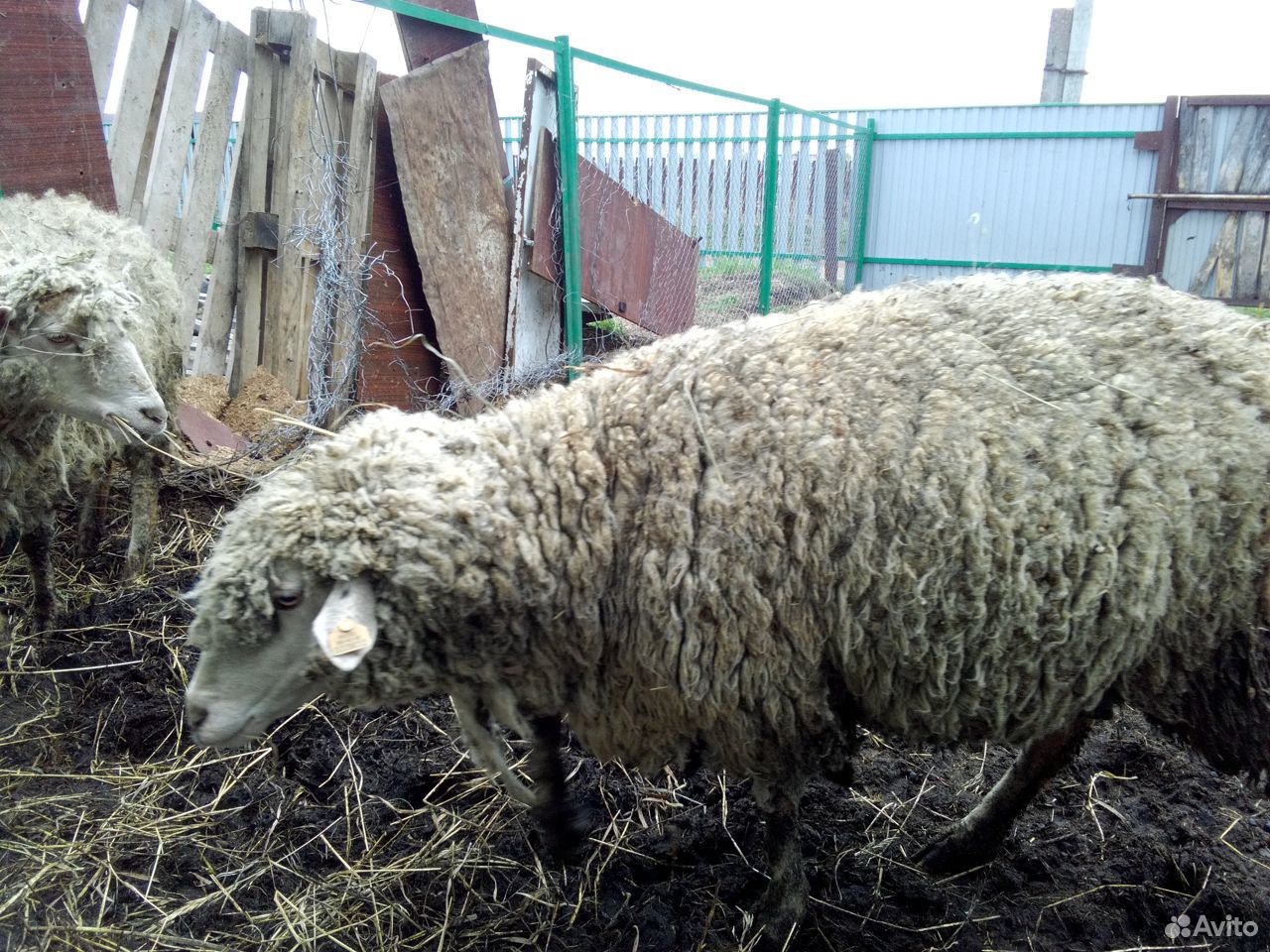 Овца породы Прекос купить на Зозу.ру - фотография № 2