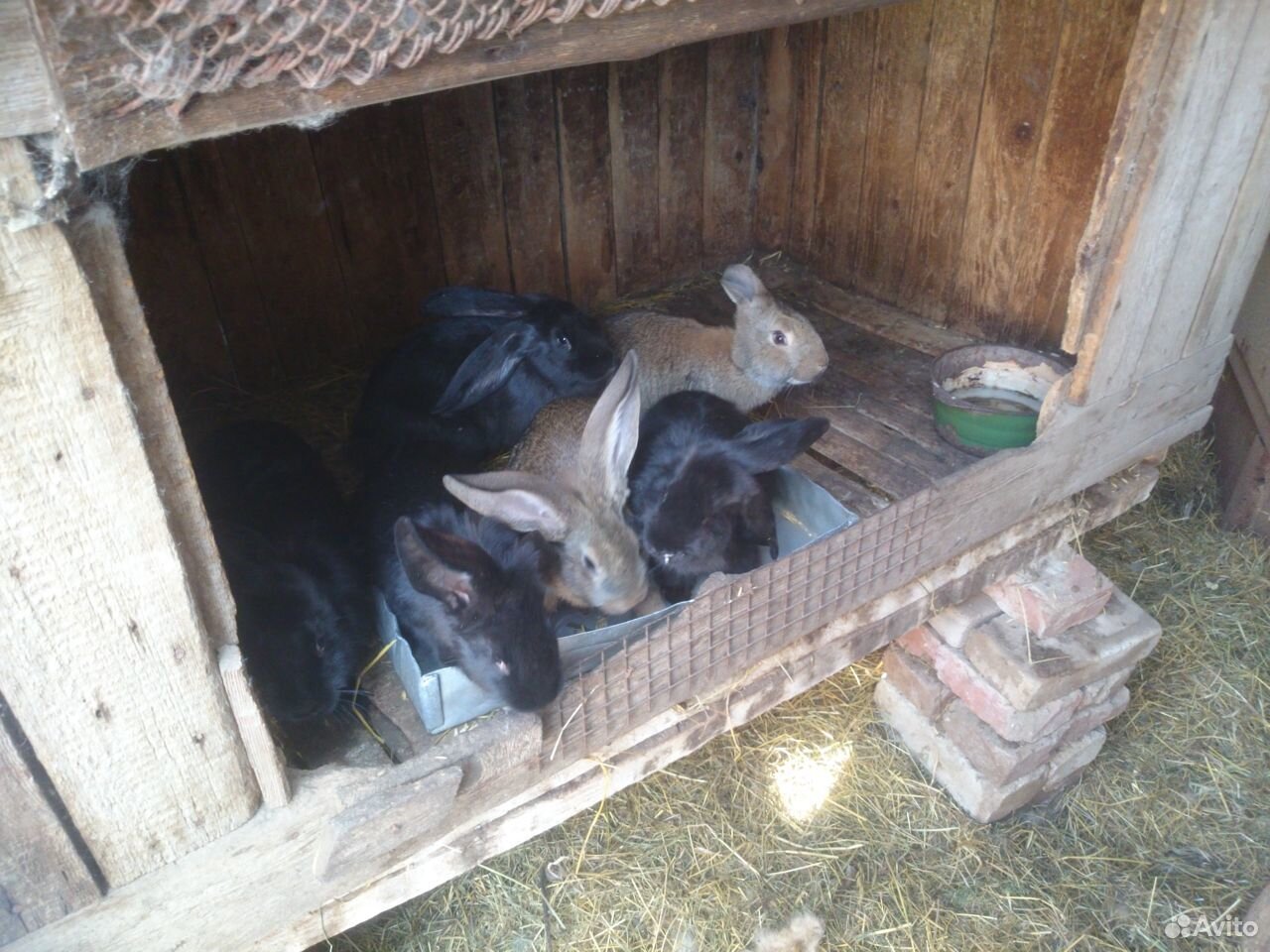 Кролики мясных пород купить на Зозу.ру - фотография № 7