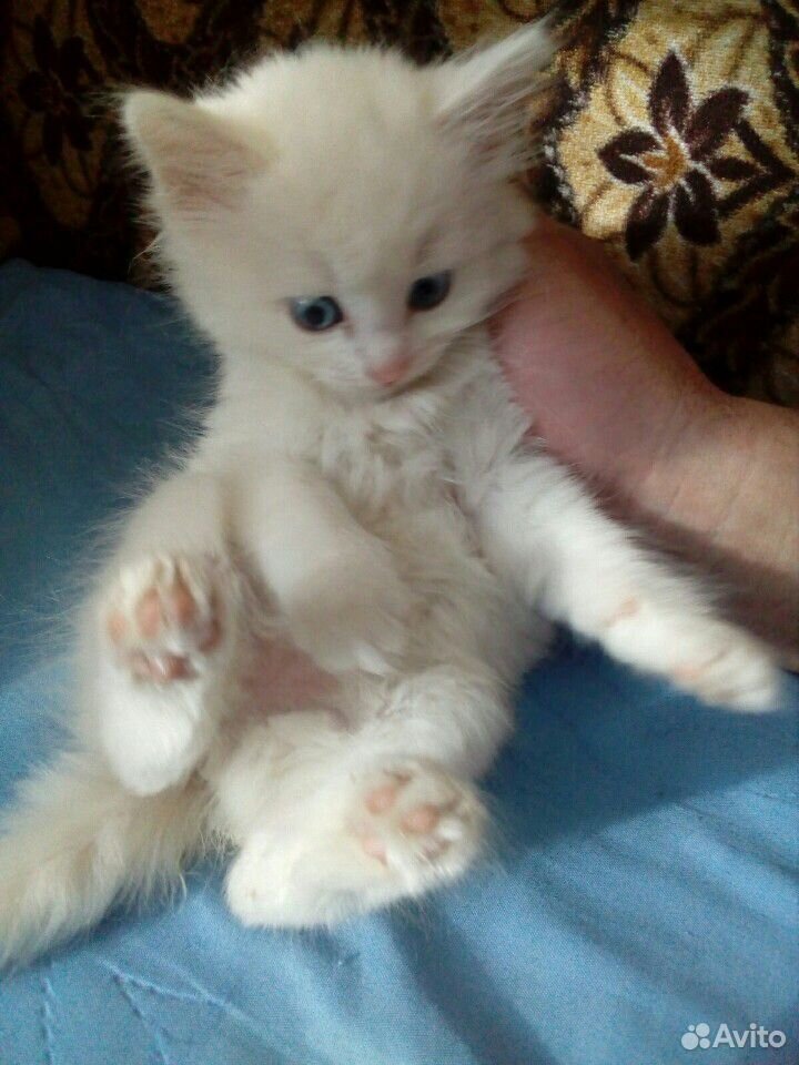 Котик белый, с голубыми глазками. Очень красивый купить на Зозу.ру - фотография № 1