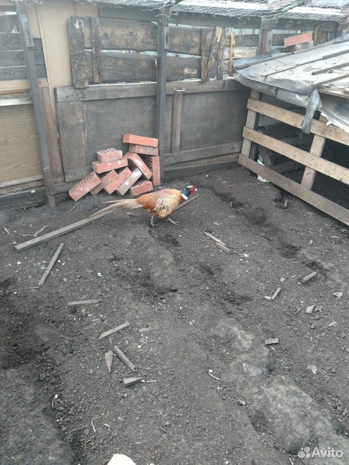 Инкубацинное яйцо фазана купить на Зозу.ру - фотография № 1