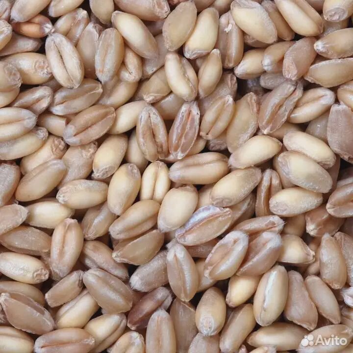 Семена пшеницы, ячменя купить на Зозу.ру - фотография № 1