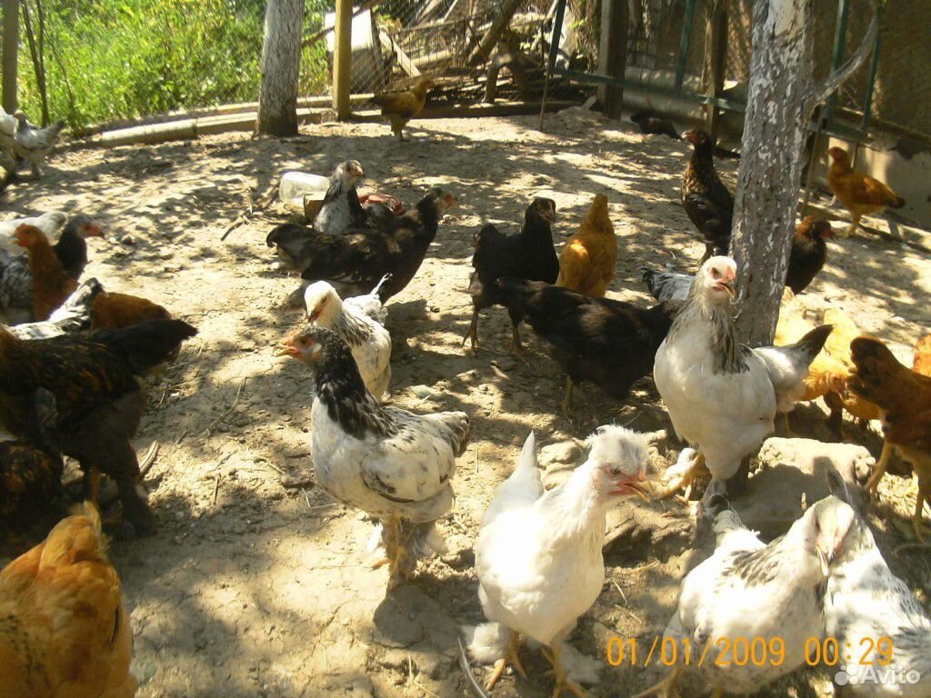 Цыплята, молодки купить на Зозу.ру - фотография № 2
