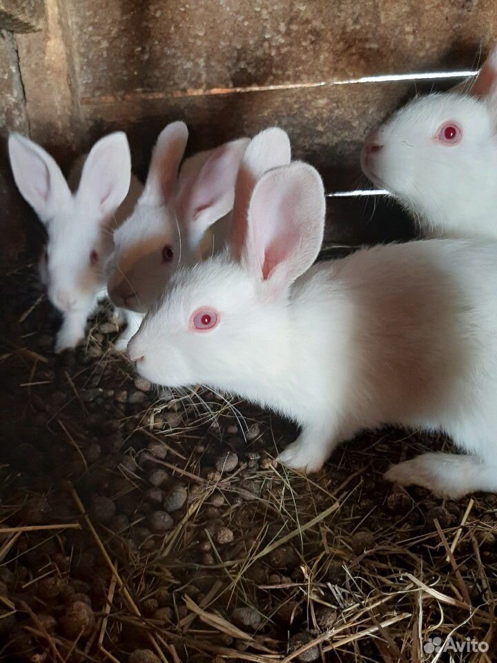 Кролики (молодняк) купить на Зозу.ру - фотография № 3
