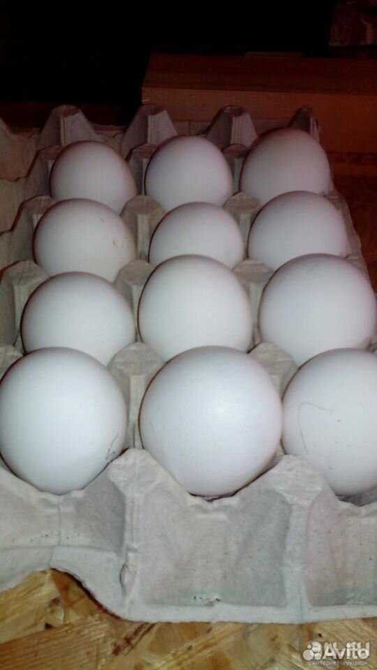 Яйцо инкубационное кур породы Леггорн купить на Зозу.ру - фотография № 1