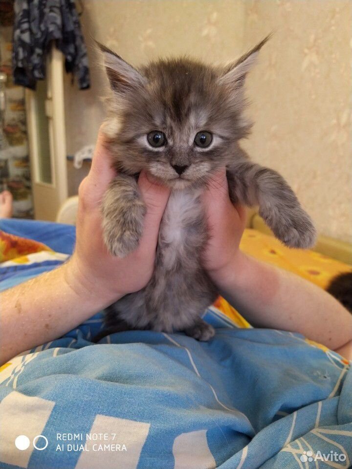 Майнкун котенок купить на Зозу.ру - фотография № 6