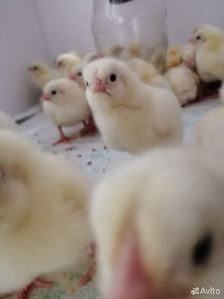 Подрощенные цыплята бройлеры купить на Зозу.ру - фотография № 4