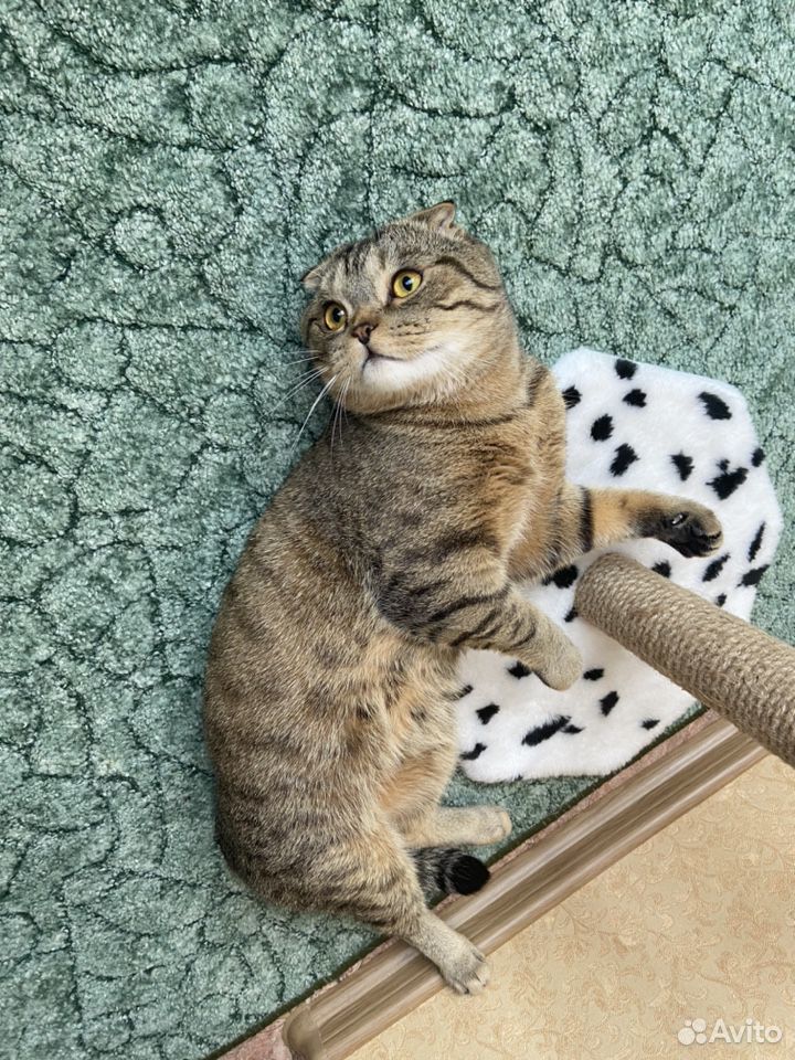 Вязка Шотландский вислоухий кот купить на Зозу.ру - фотография № 3