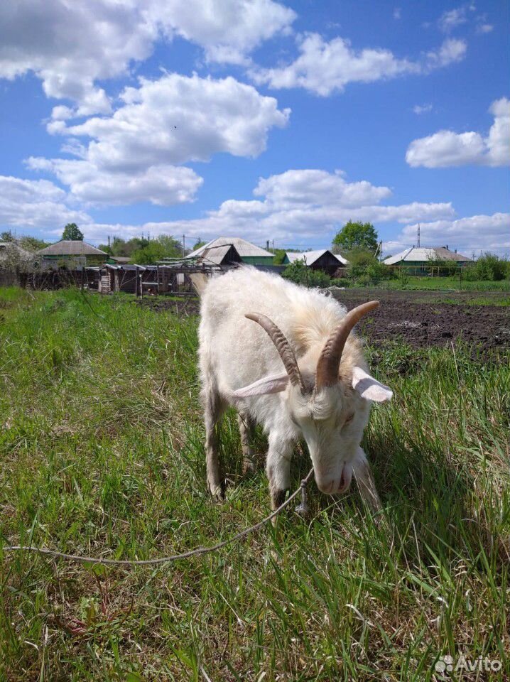 Продам козу дойную купить на Зозу.ру - фотография № 1
