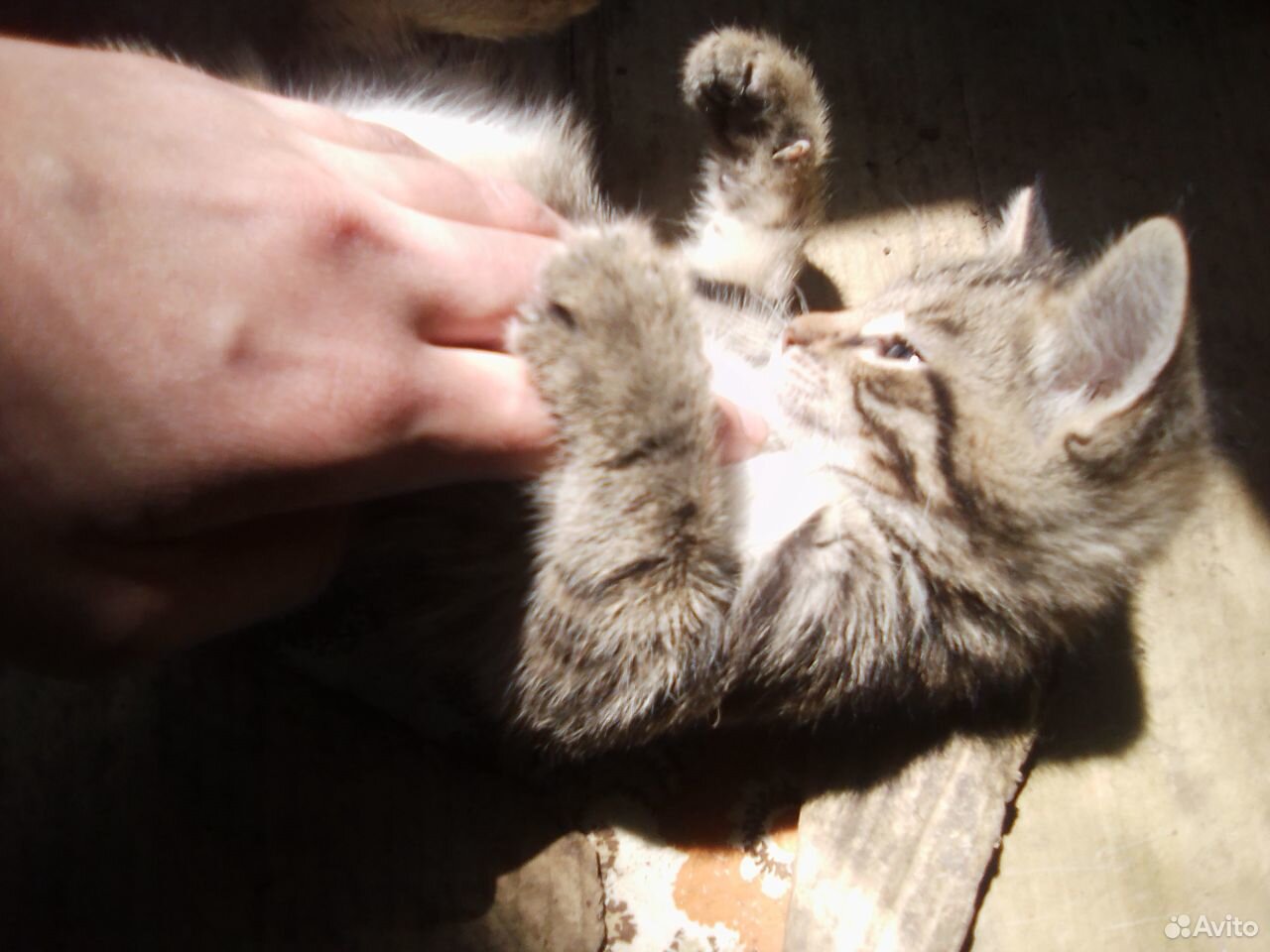 Котята-красотули в добрые руки купить на Зозу.ру - фотография № 5