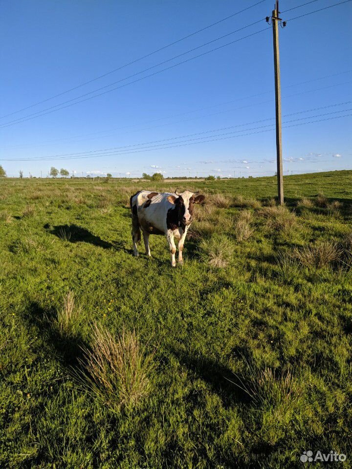 Корова рыжая и телка 3 месяца купить на Зозу.ру - фотография № 7
