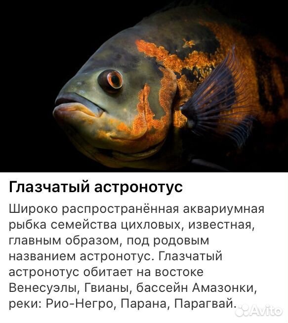 Рыба глазчатый астронотус купить на Зозу.ру - фотография № 1
