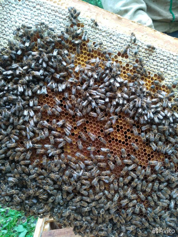 Пчелиные семьи купить на Зозу.ру - фотография № 6
