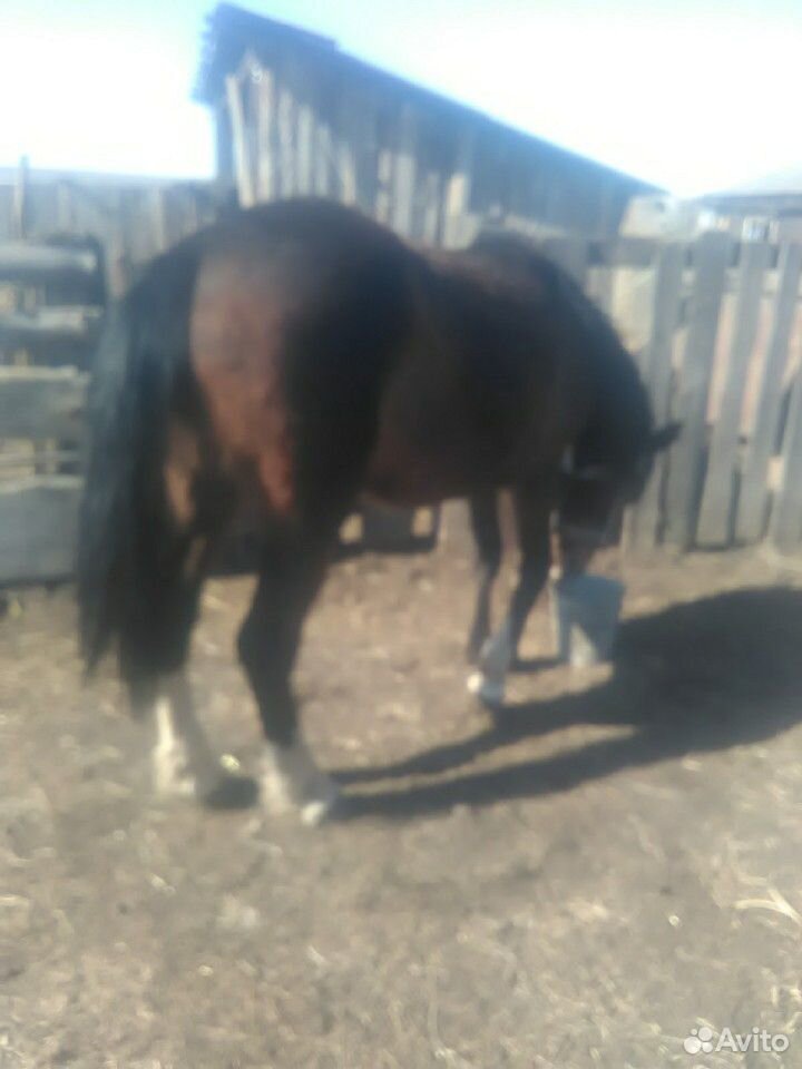 Лошадь-кобыла 2 года купить на Зозу.ру - фотография № 4