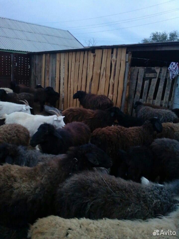 Овцематки с ягнятами купить на Зозу.ру - фотография № 2