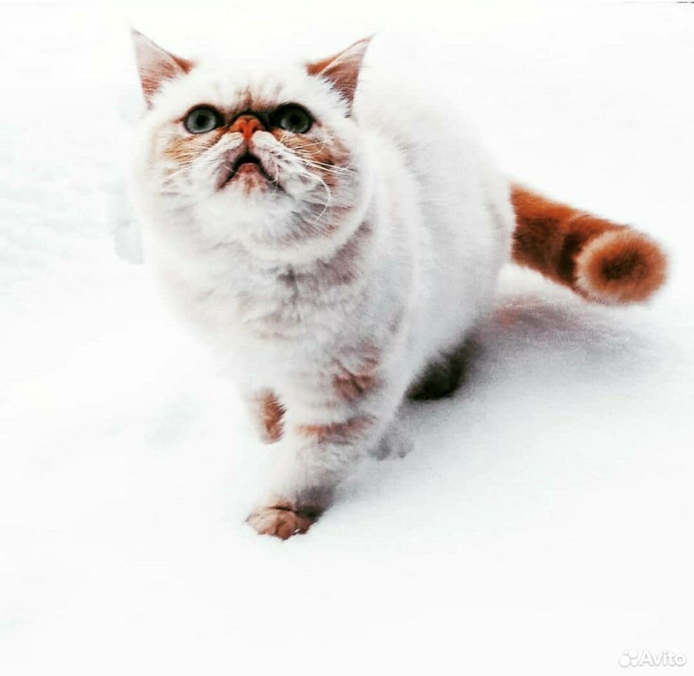 Экзотическая кошка купить на Зозу.ру - фотография № 1