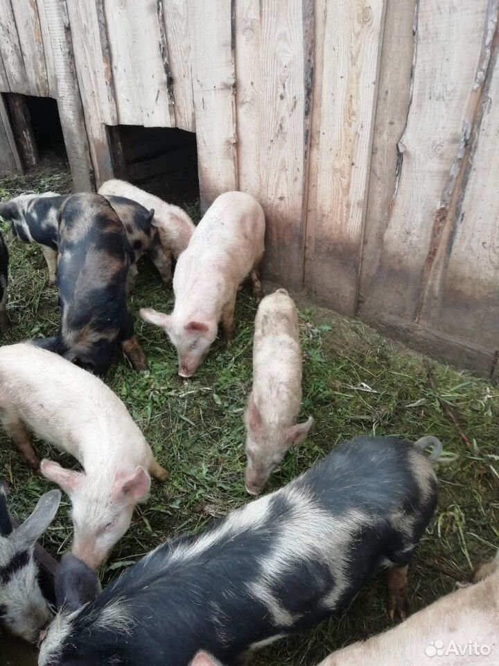 Свиньи на доращевание купить на Зозу.ру - фотография № 1