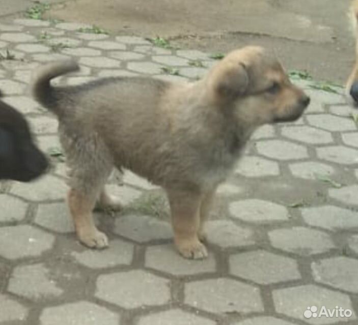 Собака щенок купить на Зозу.ру - фотография № 2