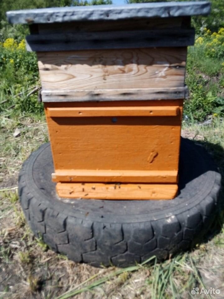 Пчелосемья купить на Зозу.ру - фотография № 7