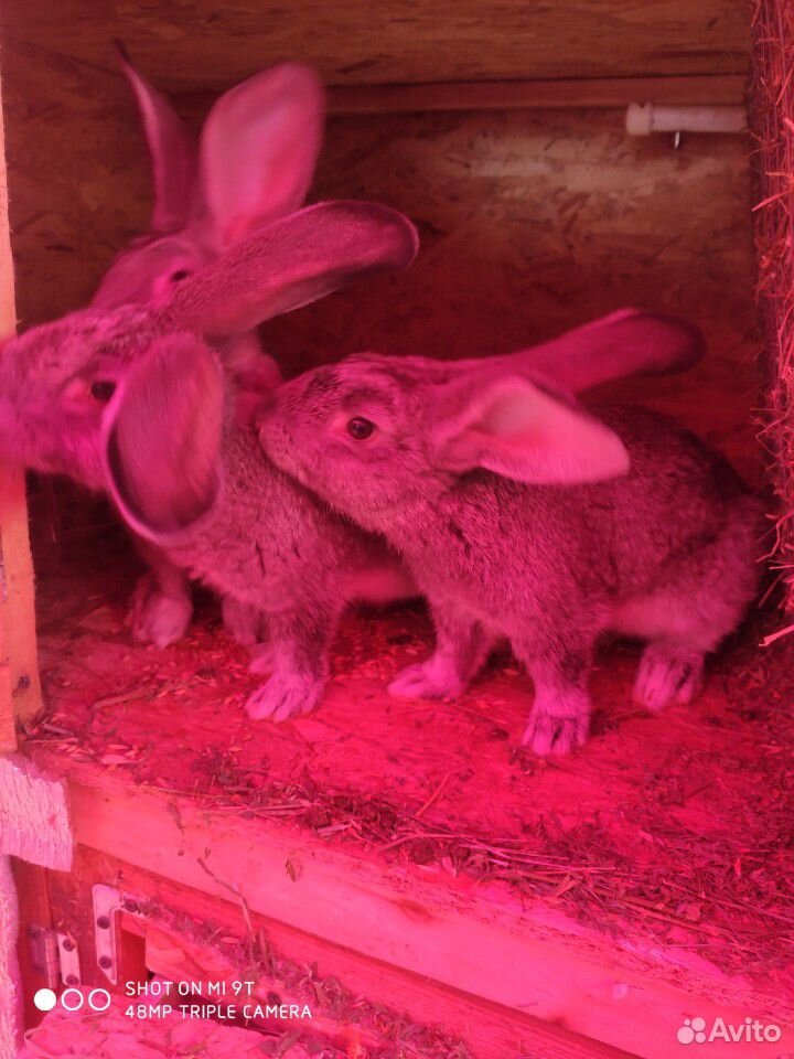 Кролики Шиншилла купить на Зозу.ру - фотография № 1