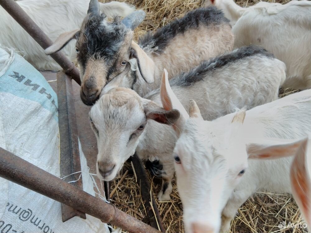Козел зааненский, нубиец, безрогие козы купить на Зозу.ру - фотография № 4