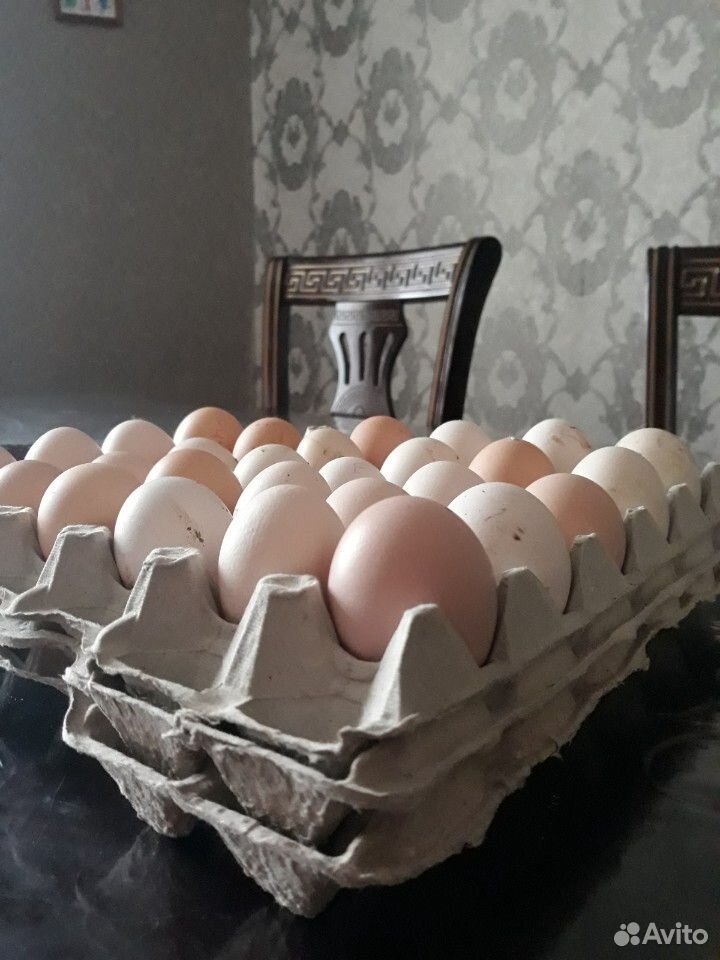 Инкубационные яйца, курицы и утки купить на Зозу.ру - фотография № 2