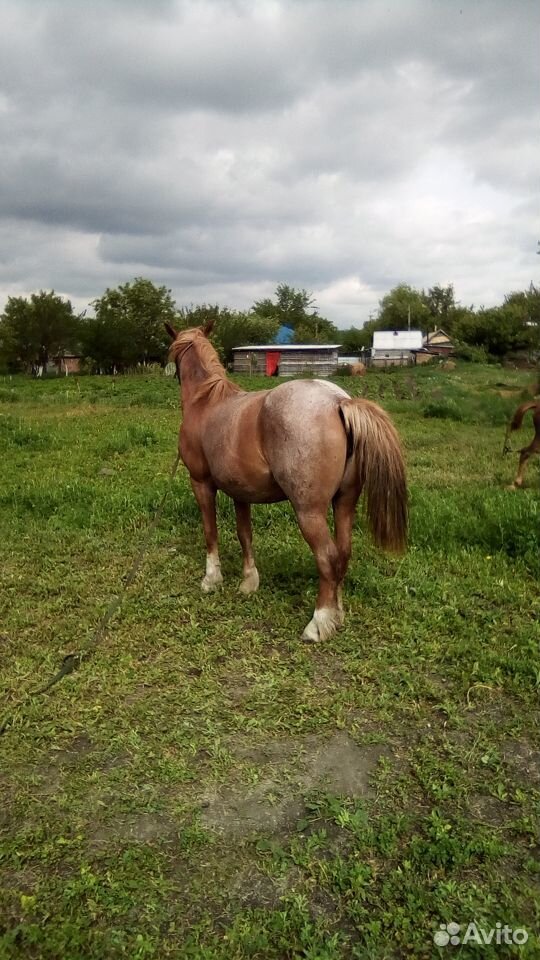 Продаётся лошадь с жеребёнком купить на Зозу.ру - фотография № 2