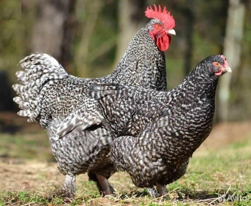 Продам цыплят породы Доминанта купить на Зозу.ру - фотография № 2