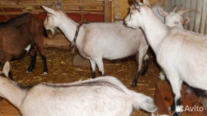 Дойных коз и козлят нубийской породы купить на Зозу.ру - фотография № 1