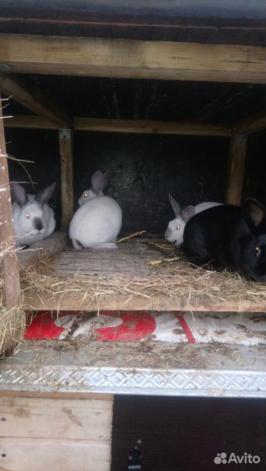 Кролики помесь колифорницы и стрекачь купить на Зозу.ру - фотография № 3