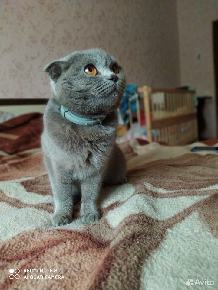 Кошка купить на Зозу.ру - фотография № 8