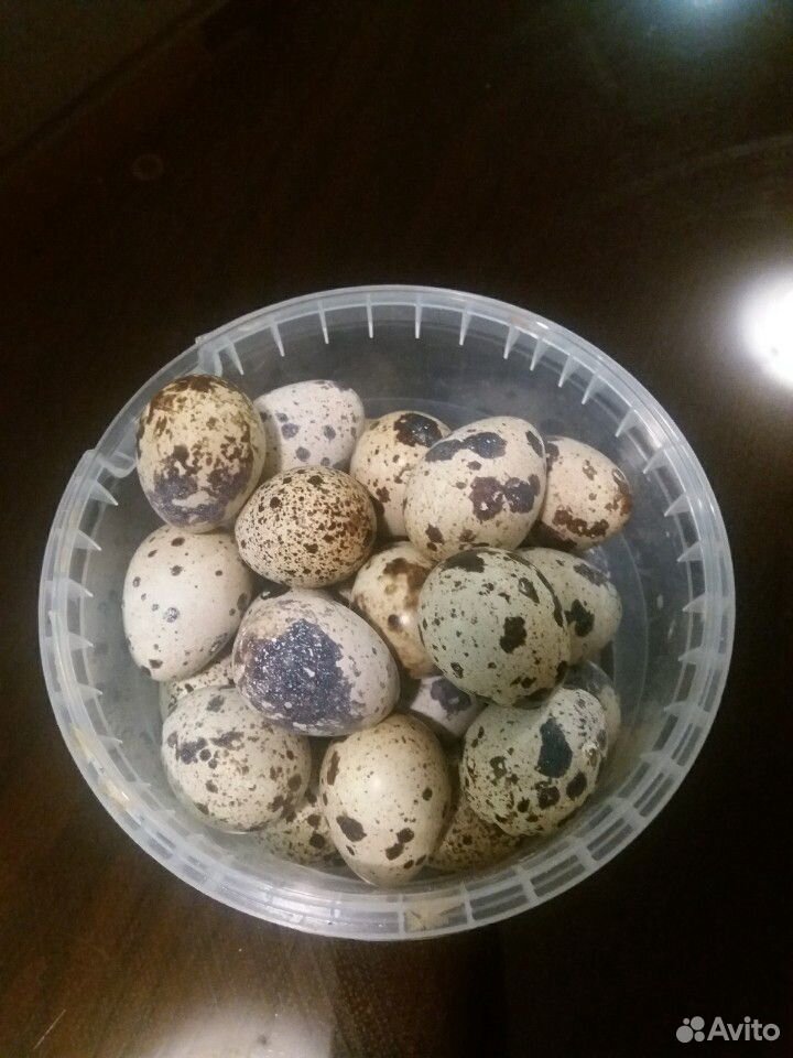 Яйца перепелиные, инкубационное купить на Зозу.ру - фотография № 1