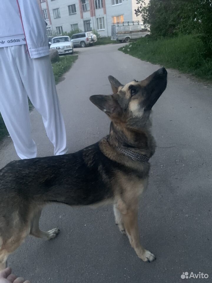 Собака корело-финская лайка 1.3 купить на Зозу.ру - фотография № 3
