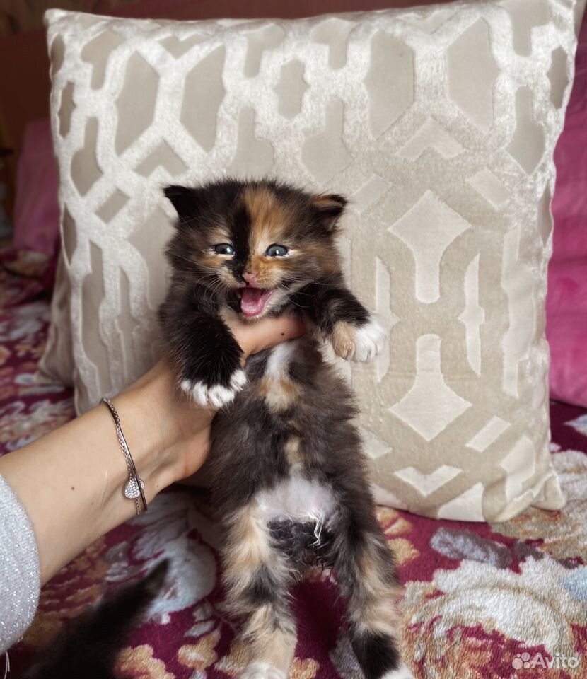 Отдаём котёнка в добрые руки купить на Зозу.ру - фотография № 2