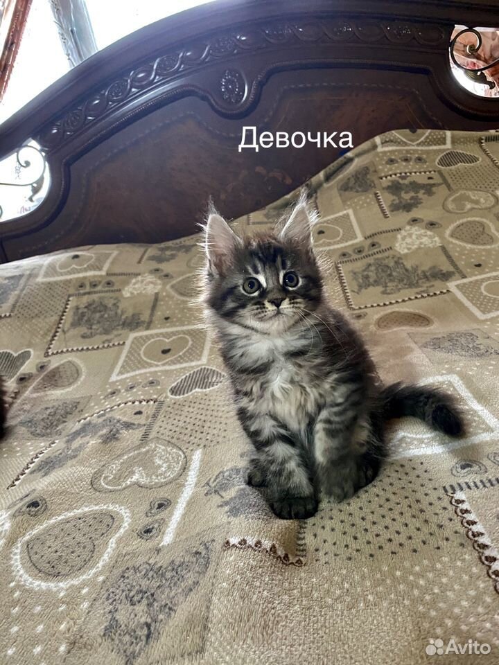 Котята Мейн кун купить на Зозу.ру - фотография № 3