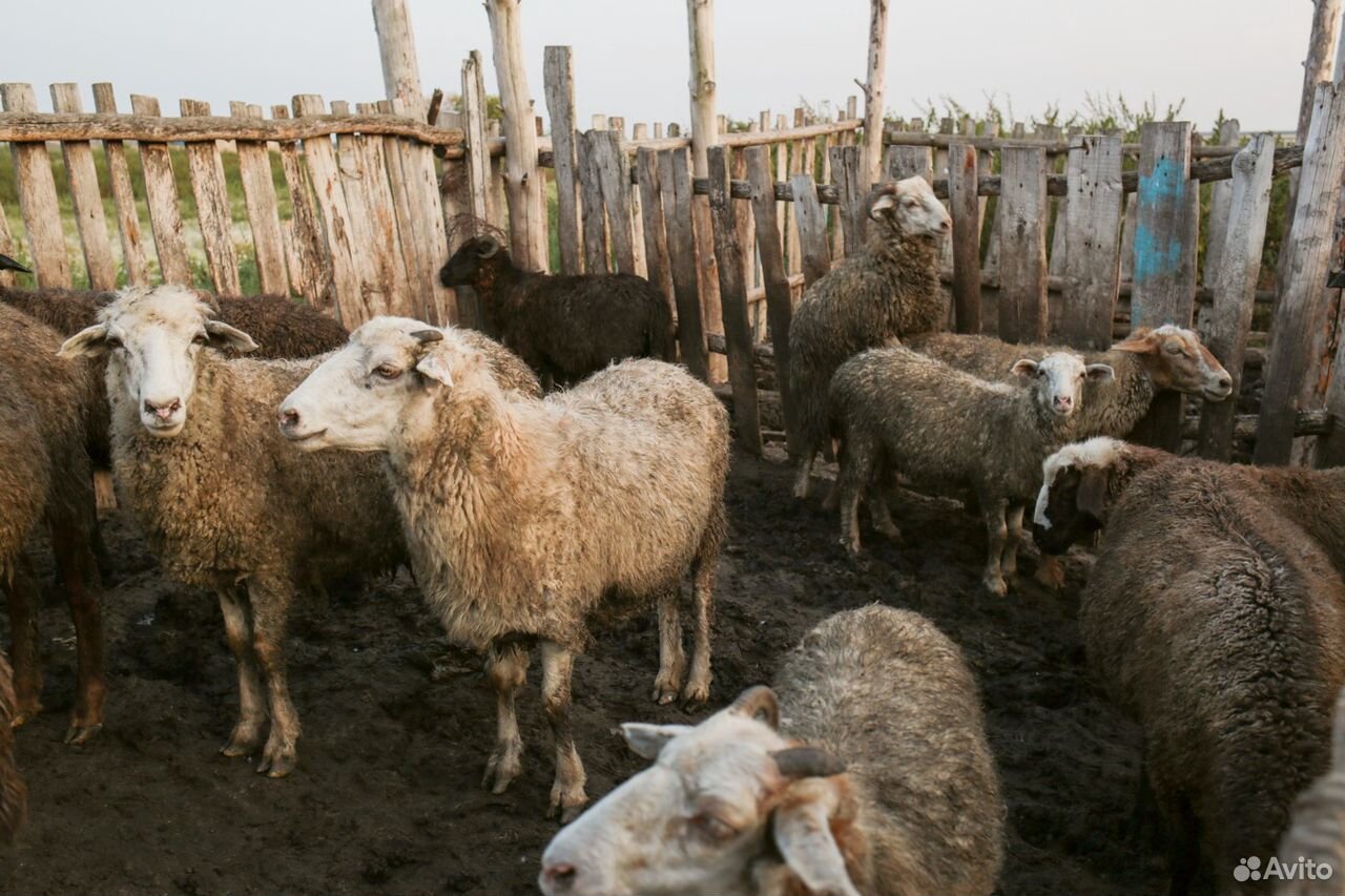 Продаются овцы купить на Зозу.ру - фотография № 1