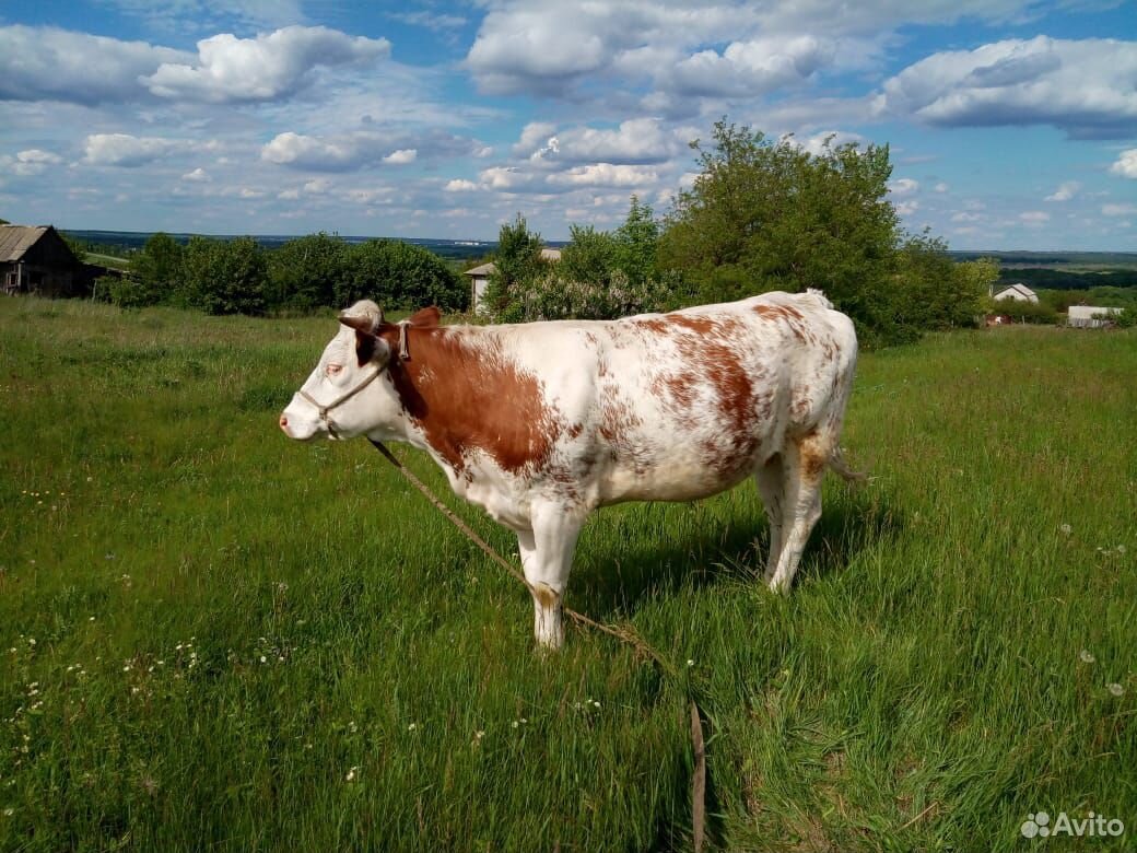 Корова и стельная телка купить на Зозу.ру - фотография № 2