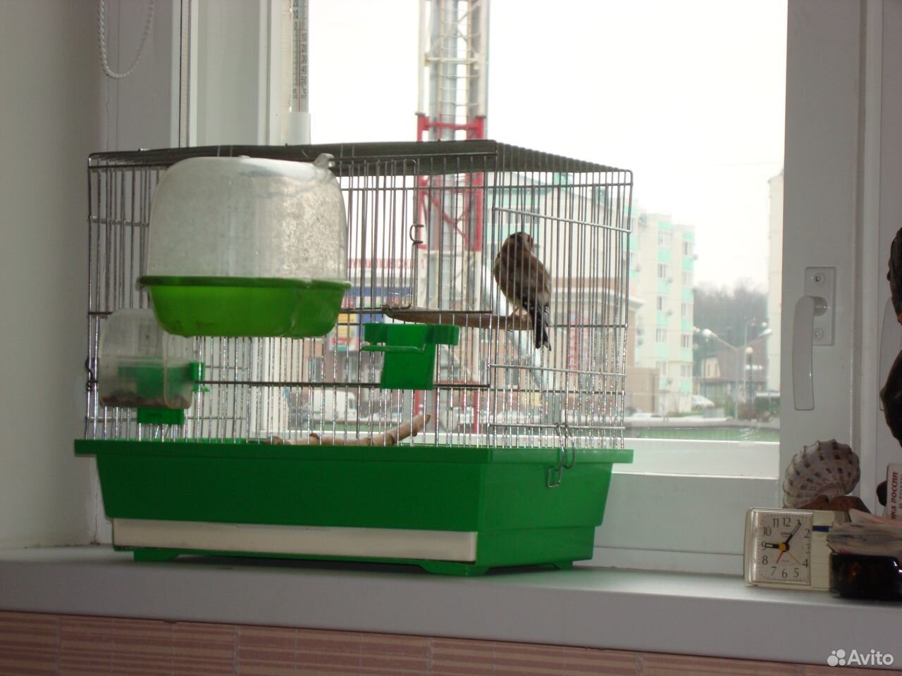 Щегол птица с клеткой купить на Зозу.ру - фотография № 3