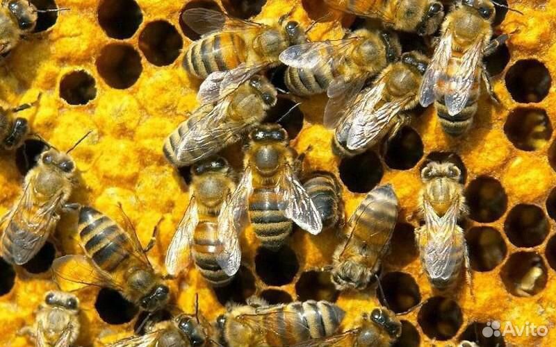 Купить пчел в рязанской области. Пчелосемьи. Сколько стоят пчелы. Авито пчёлы. Пчелы купить.