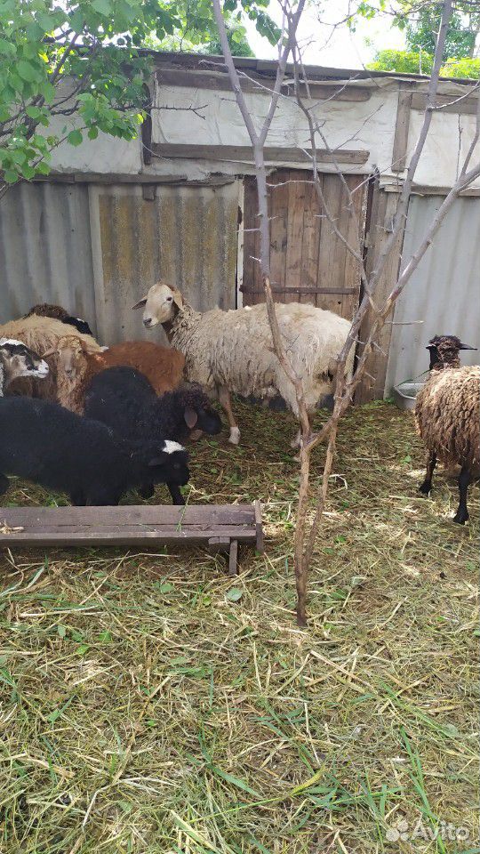 Баран, овцематка с ярочкой, ягнята 4 х месячные купить на Зозу.ру - фотография № 5