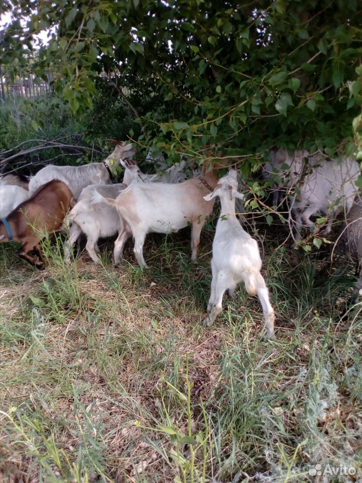 Молочные козы купить на Зозу.ру - фотография № 1