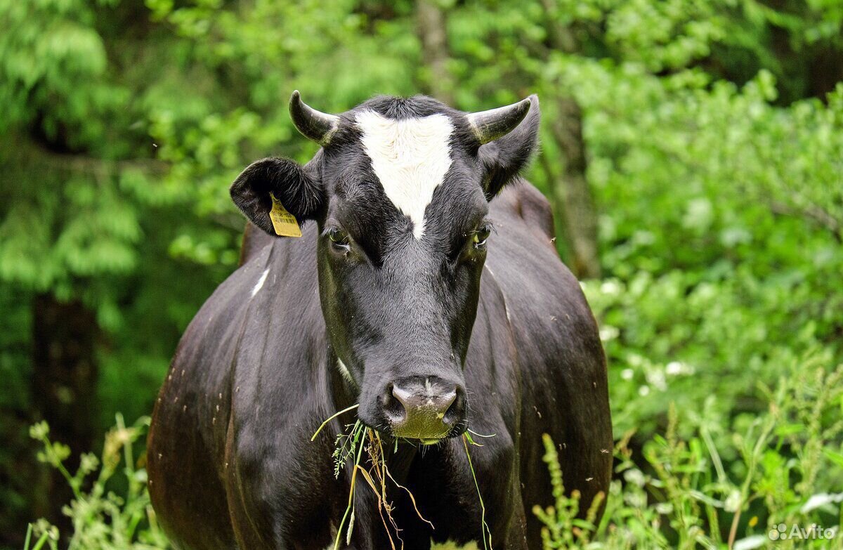 Продам коров,бычков,телочек купить на Зозу.ру - фотография № 1