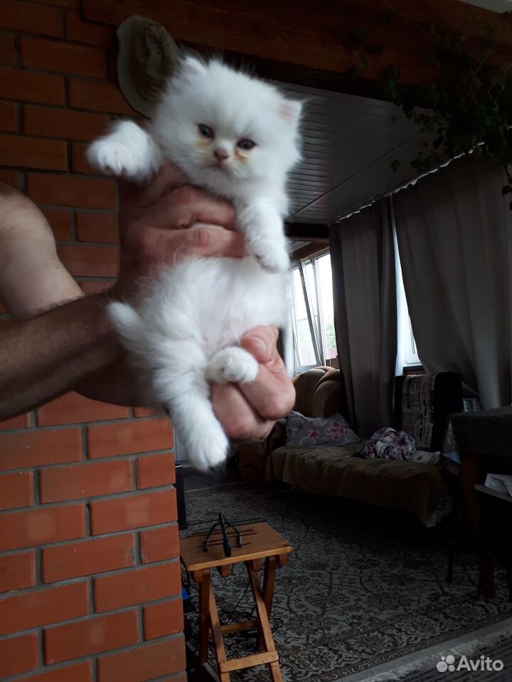 Персидские котята купить на Зозу.ру - фотография № 4