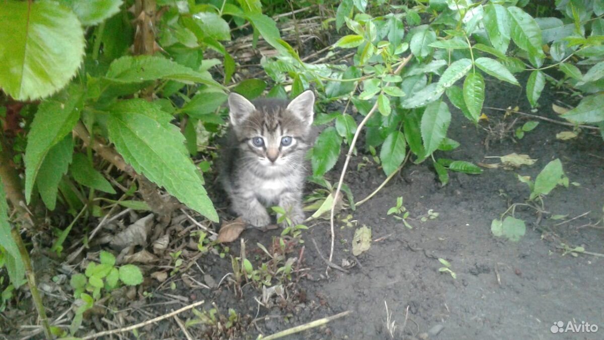 Миленькие котята:) купить на Зозу.ру - фотография № 3